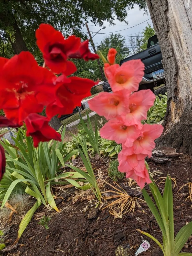 Local residential landscaping in Adelphi, MD - Manny's Landscaping