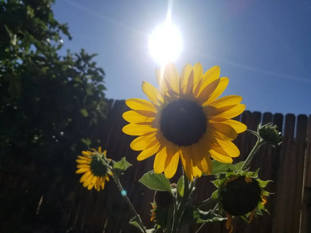 Top-rated yard maintenance with custom design in Victorville, CA by Mannys Landscaping and Gardening