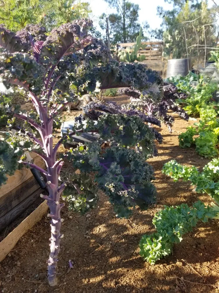 Top-rated yard cleanup service in Victorville, CA - Mannys Landscaping and Gardening