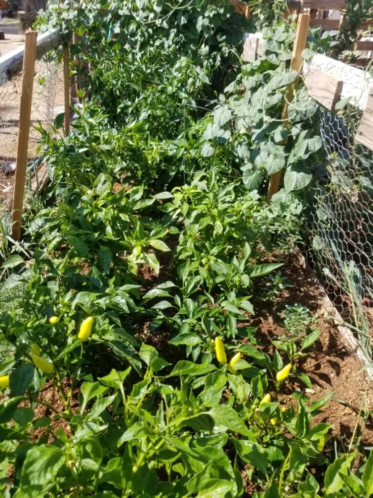 Expert residential landscaping with custom design in Victorville, CA by Mannys Landscaping and Gardening