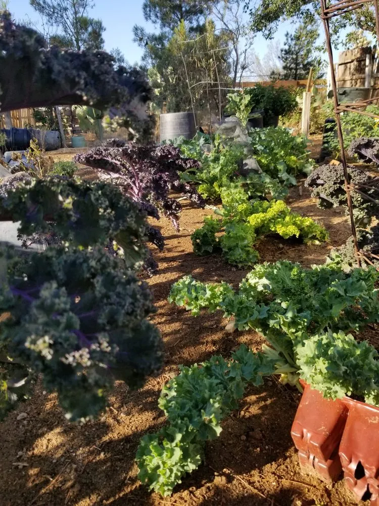 Expert landscape design for beautiful yards across Victorville, CA - Mannys Landscaping and Gardening