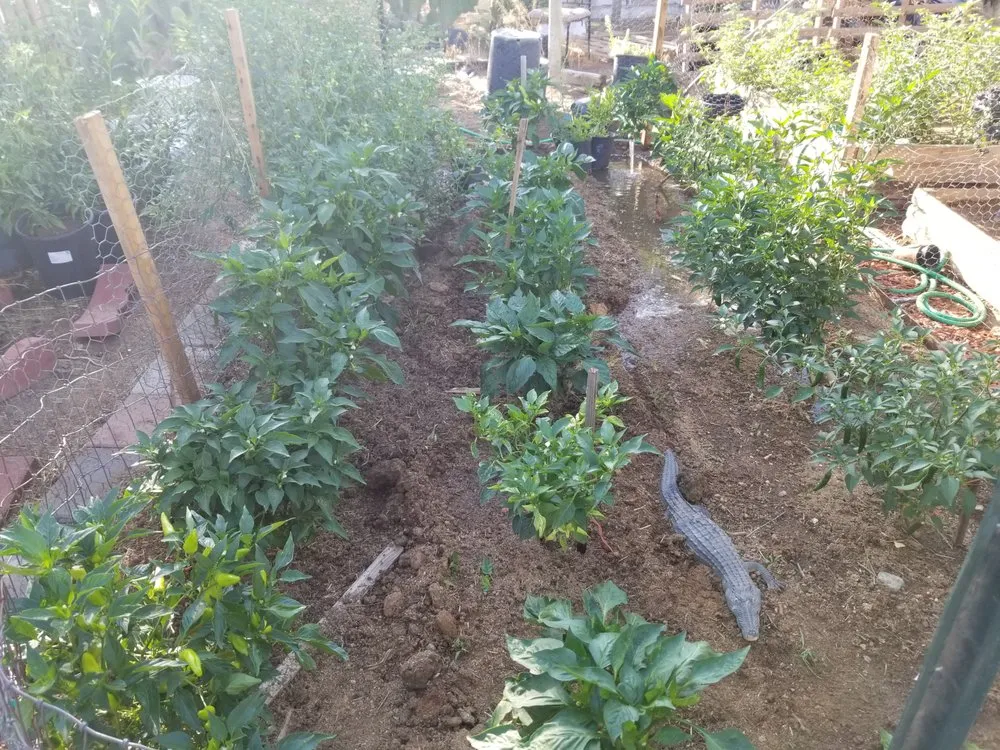 Expert landscaping services for beautiful yards across Victorville, CA - Mannys Landscaping and Gardening