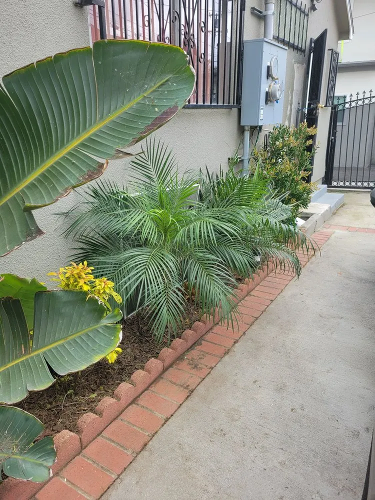 Trusted yard cleanup service in Los Angeles, CA - Manny's Landscaping