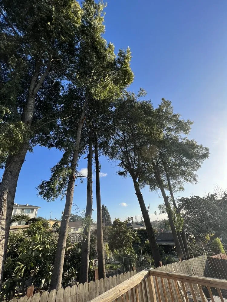 Local lawn mowing service for outdoor upgrades across Oakland, CA - Manny's Landscaping