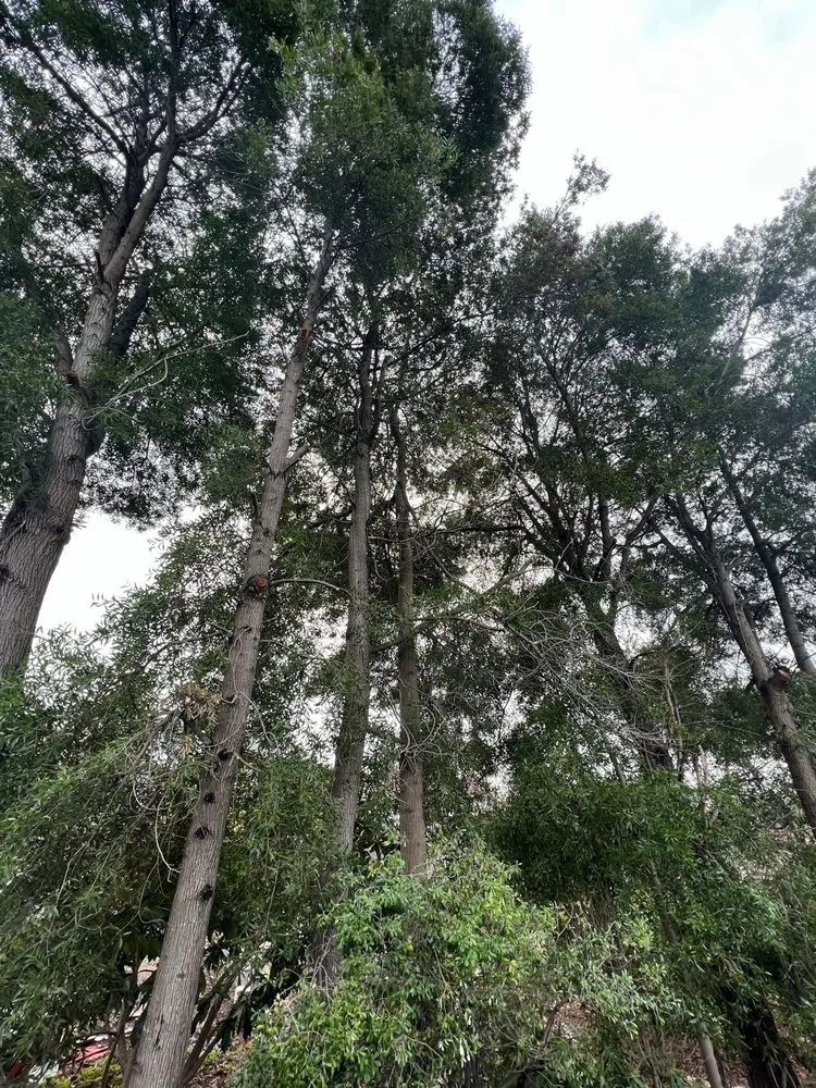 Reliable lawn mowing service for homes across Oakland, CA - Manny's Landscaping