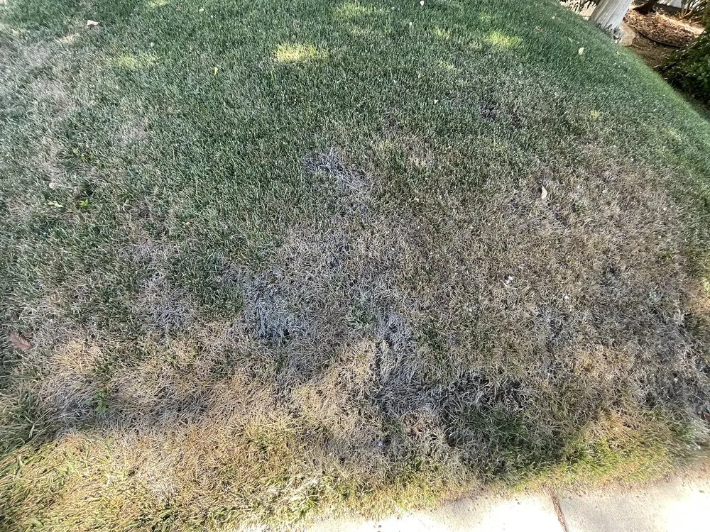 Affordable yard cleanup service for outdoor upgrades in Sacramento, CA by Manny's Landscaping