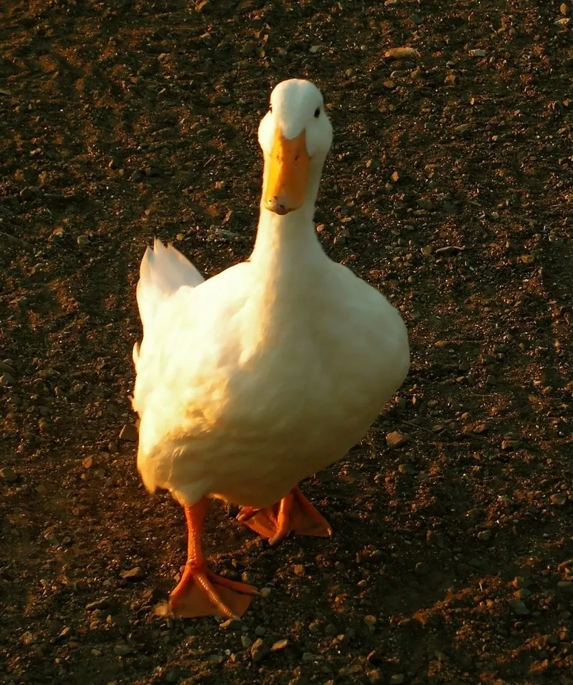 Affordable outdoor landscaping in Franklin, TN - Mannys Landskaping