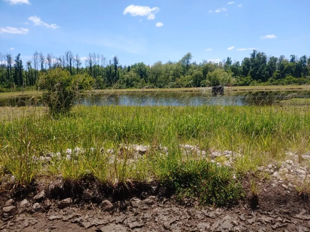 Local landscape installation for residential properties across Quincy, FL - Manny's mowing service