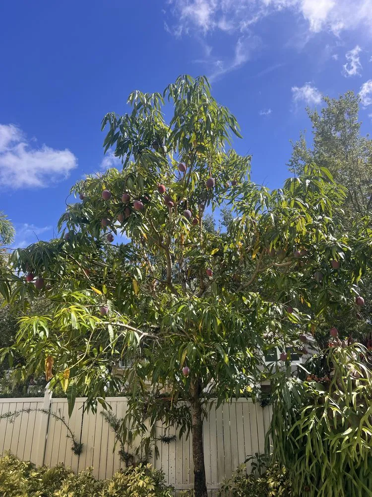 Top-rated residential landscaping in Port Charlotte, FL - Manny’s Prestige Landscaping