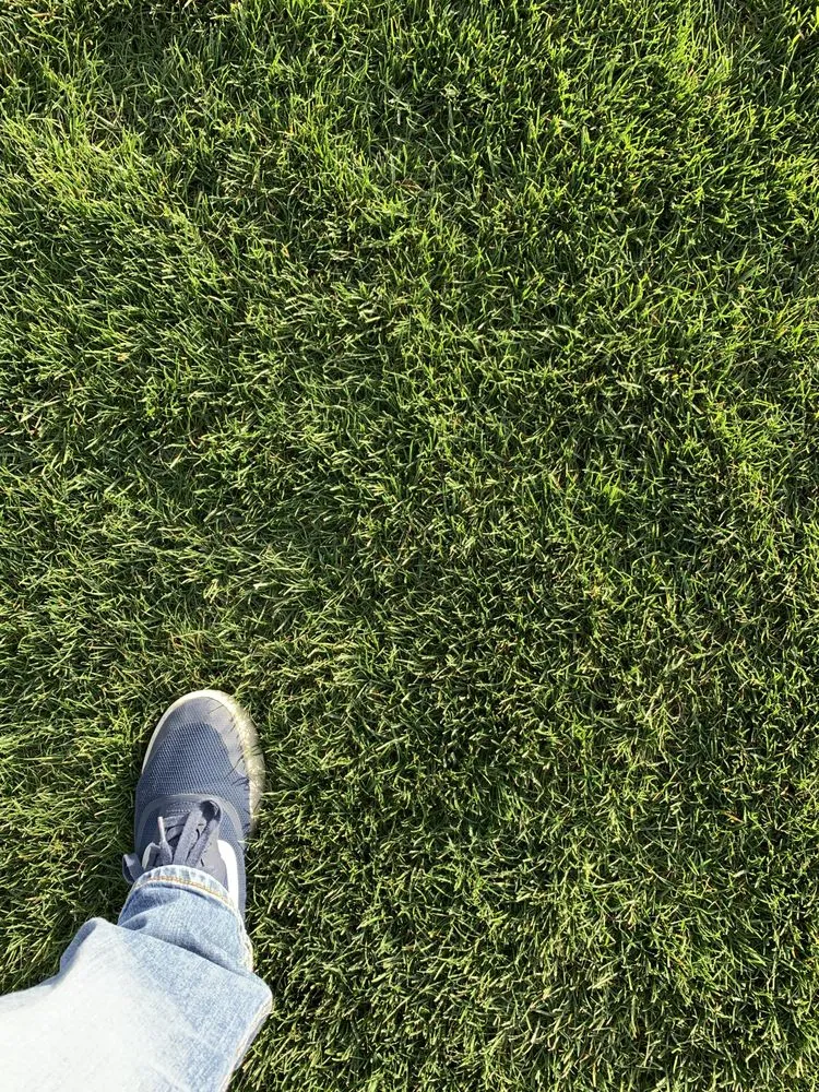 Expert landscaping services in Long Beach, CA - Manny's Turf Solutions