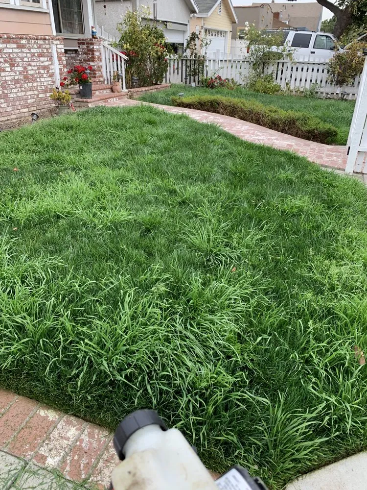 Reliable landscaping services for year-round maintenance in Long Beach, CA by Manny's Turf Solutions