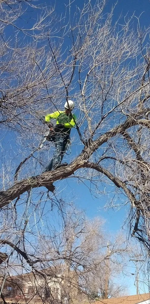 Expert outdoor landscaping in Aurora, CO - Manny’z Fence & Tree’z