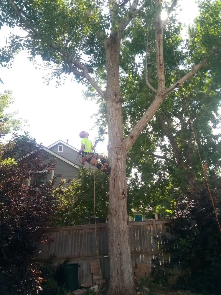 Professional lawn care service experts serving Aurora, CO - Manny’z Fence & Tree’z