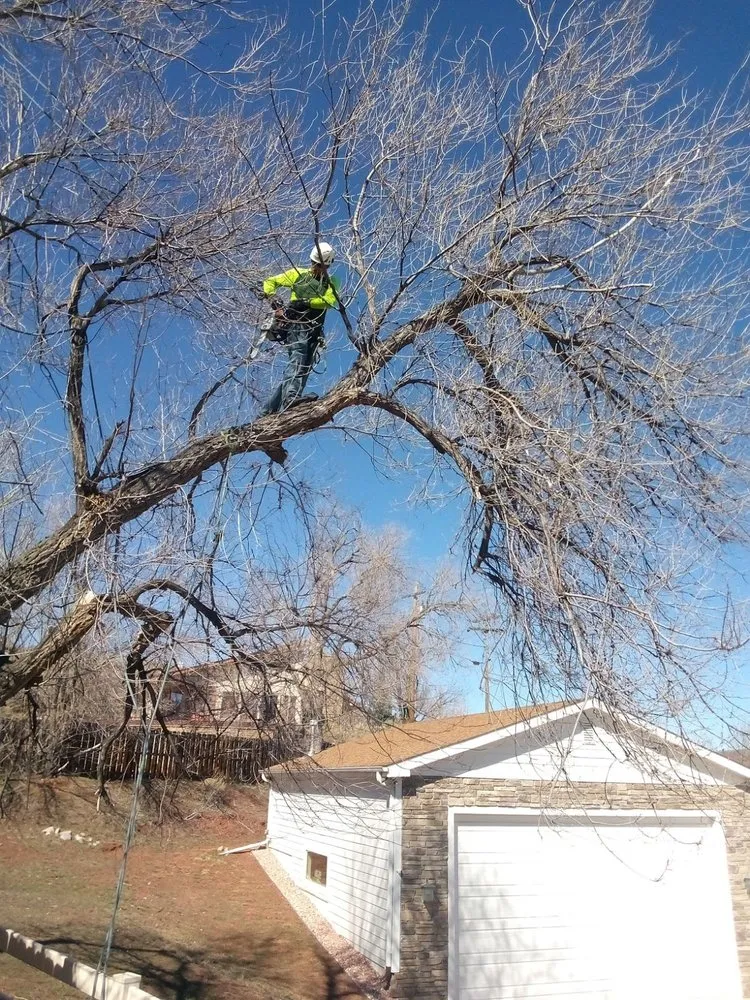 Local landscaping services in Aurora, CO by Manny’z Fence & Tree’z