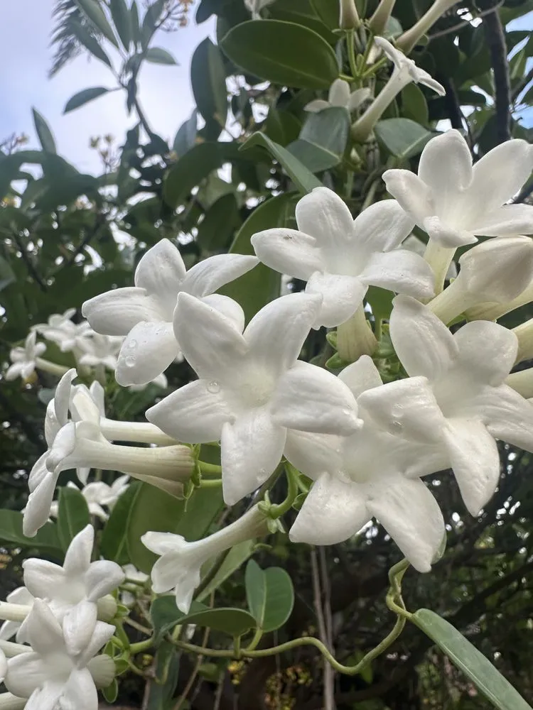 Expert garden landscaping for outdoor upgrades across Kailua-Kona, HI - Manoa Cleaning