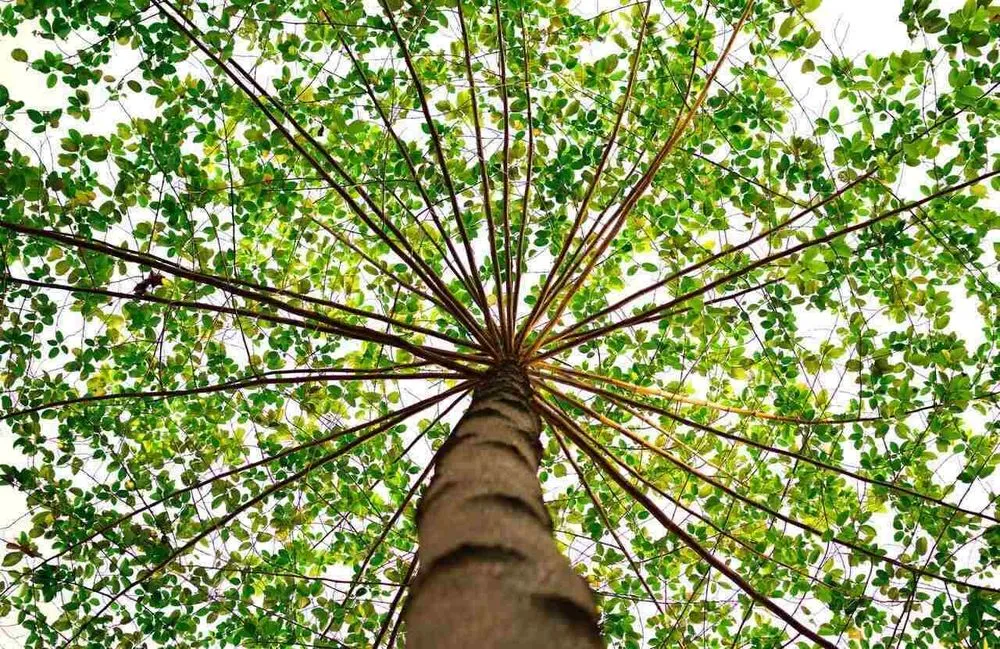 Affordable lawn care service with custom design across Murphy, NC - Mansaw