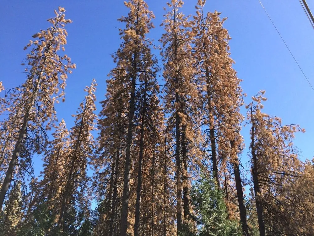 Custom outdoor landscaping in Murphy, NC by Mansaw