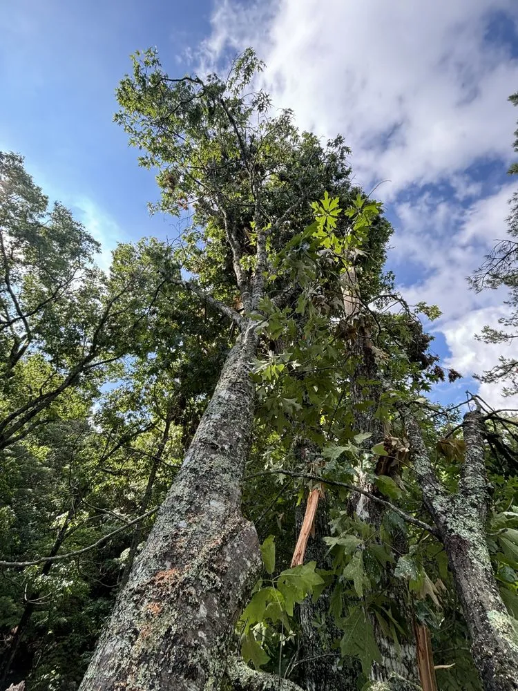 Expert lawn care service experts serving Murphy, NC - Mansaw