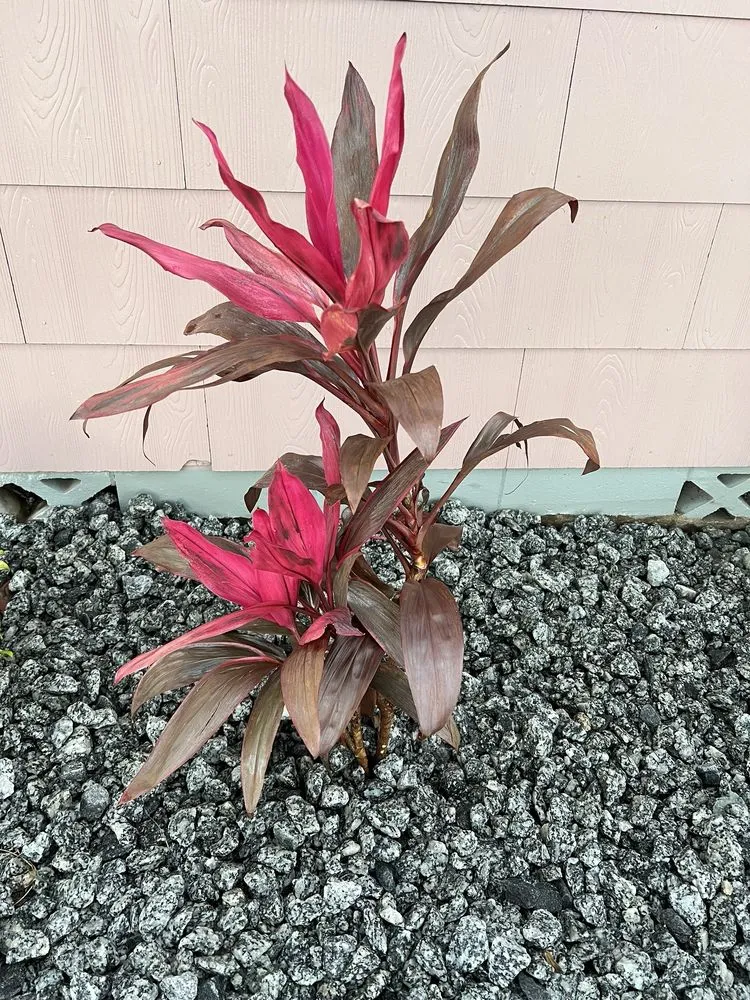 Trusted landscape installation in Yalaha, FL by Mansfield Landscaping