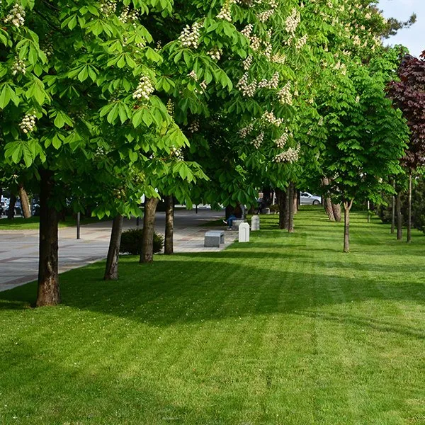 Professional landscape design for beautiful yards across De Forest, WI - Manthe Lawn Care