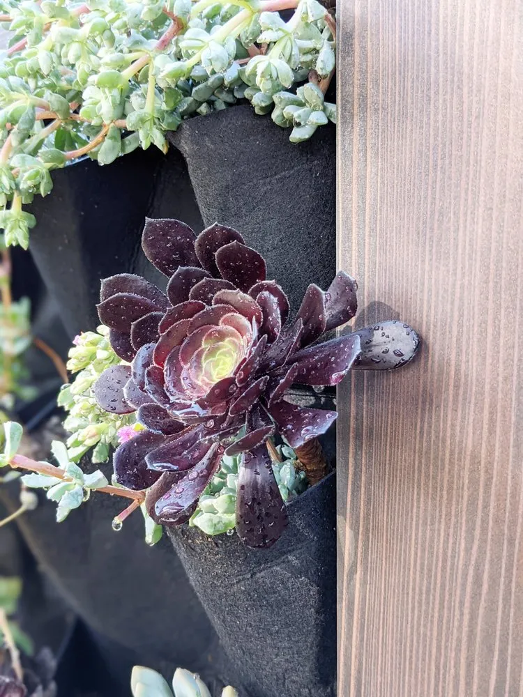 Affordable yard cleanup service experts serving Los Angeles, CA - Mantis Landscaping