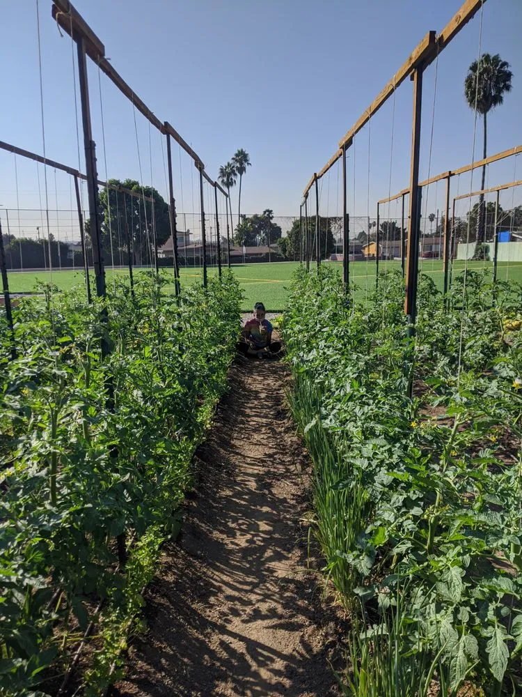 Local landscape installation in Los Angeles, CA - Mantis Landscaping