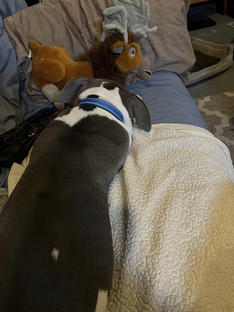 Trusted residential landscaping in St. Louis, MO by Mantis Lawn Care & Landscaping