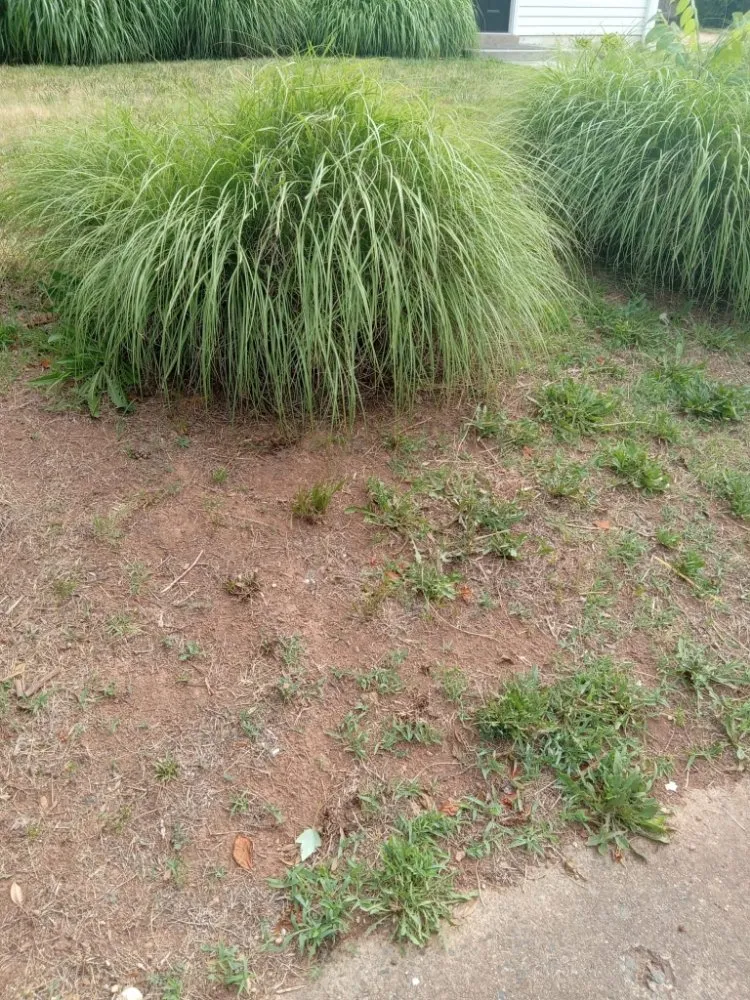 Local lawn care service for year-round maintenance in Jefferson Manor, VA by Manuel Alvarez Landscaping