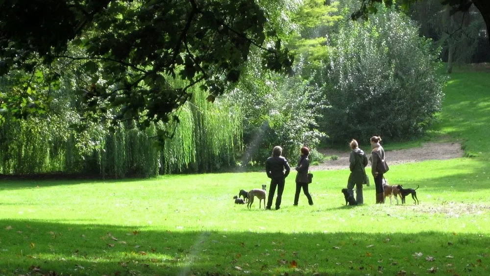 Professional yard cleanup service experts serving Silver Spring, MD - Manuel Construction Services