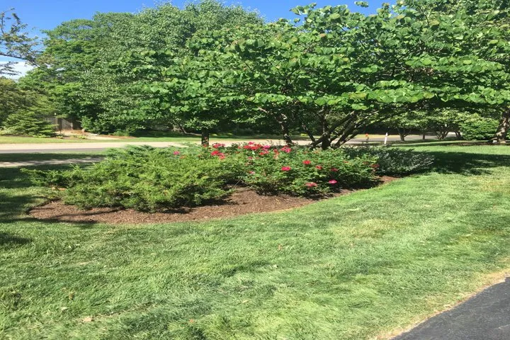 Custom yard cleanup service in Gurnee, IL by Manuel Guzman Landscaping