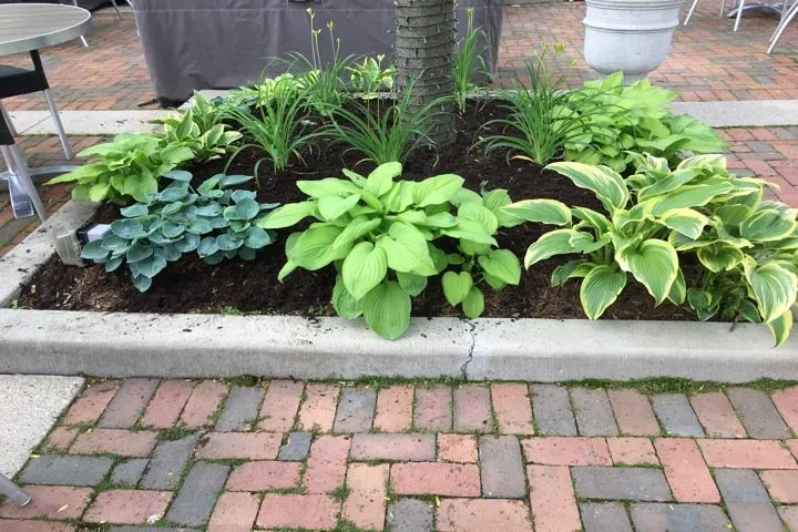 Expert lawn care service with custom design across Gurnee, IL - Manuel Guzman Landscaping