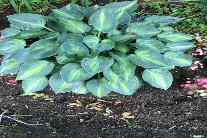 Custom landscaping services experts serving Gurnee, IL - Manuel Guzman Landscaping