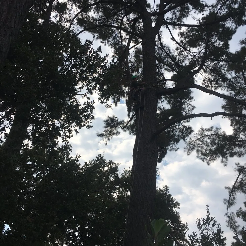 Top-rated outdoor landscaping for homes in Redwood City, CA by Manuel Landscaping