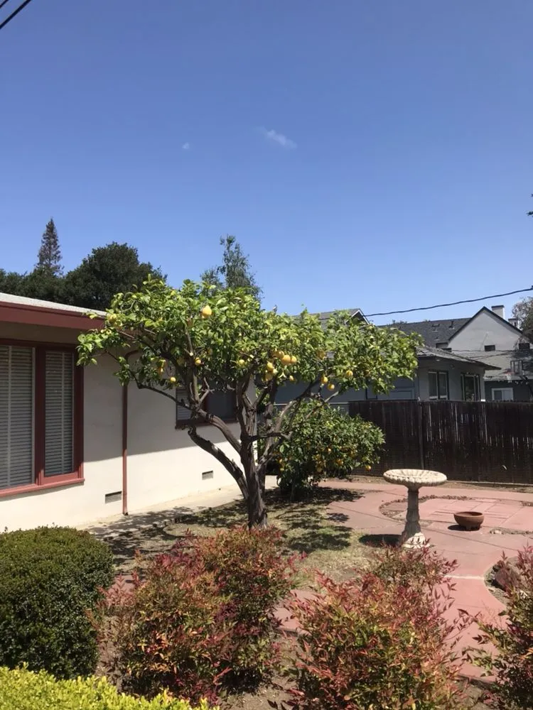 Custom landscaping services for year-round maintenance in Redwood City, CA by Manuel Landscaping