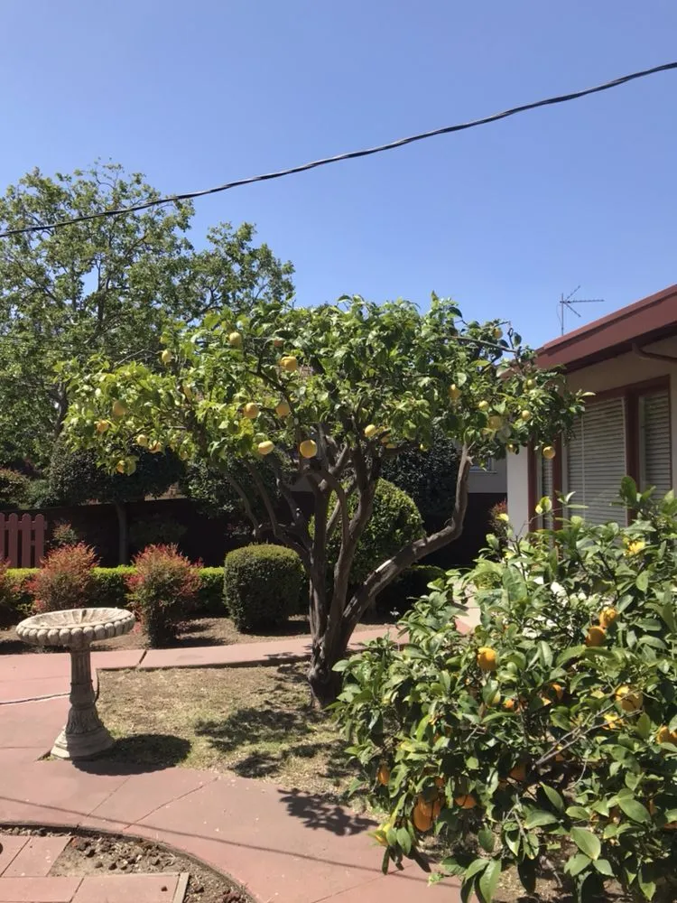 Affordable lawn care service in Redwood City, CA by Manuel Landscaping