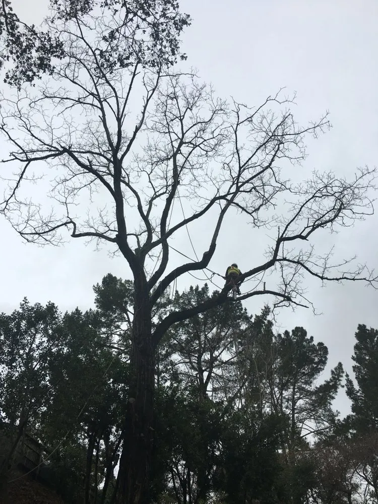 Affordable landscaping services in Redwood City, CA by Manuel Landscaping