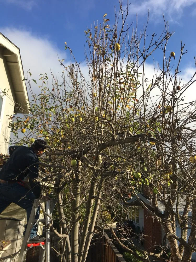 Top-rated lawn mowing service in Redwood City, CA by Manuel Landscaping