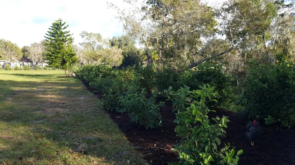 Expert lawn care service experts serving Bradenton, FL - Manuel Landscaping Service