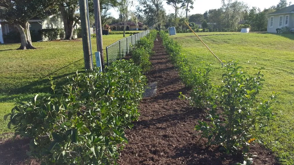 Reliable lawn care service experts serving Bradenton, FL - Manuel Landscaping Service