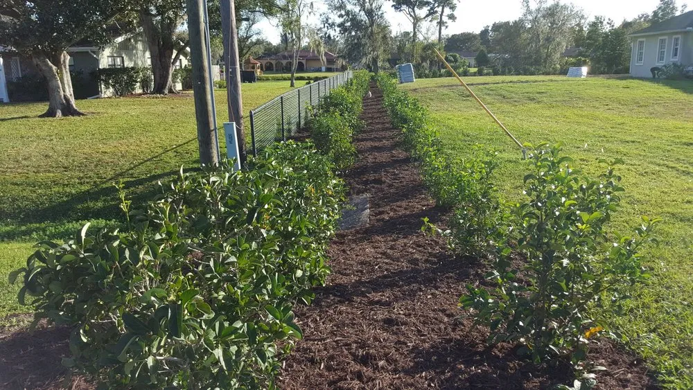 Custom lawn mowing service experts serving Bradenton, FL - Manuel Landscaping Service