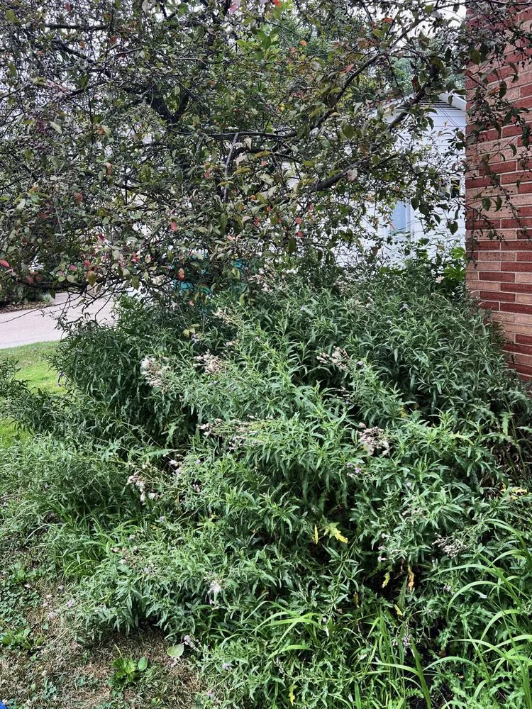 Custom outdoor landscaping for homes in South Euclid, OH by Manuel Lawn Care