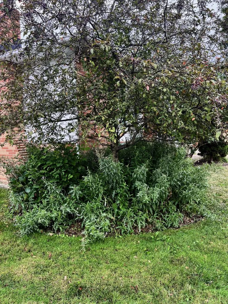 Reliable yard maintenance for homes across South Euclid, OH - Manuel Lawn Care