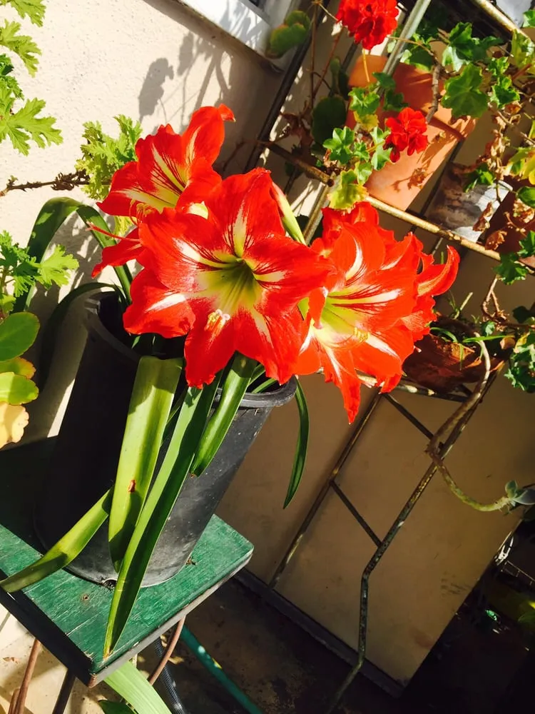 Top-rated outdoor landscaping in Torrance, CA by Manuel Morales Gardening Service