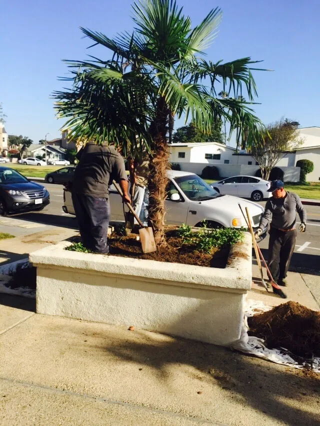 Reliable yard maintenance in Torrance, CA by Manuel Morales Gardening Service