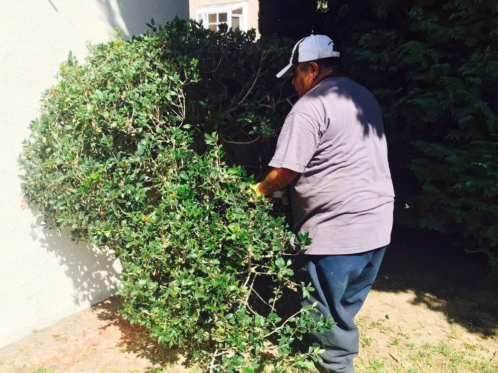 Reliable garden landscaping in Torrance, CA by Manuel Morales Gardening Service