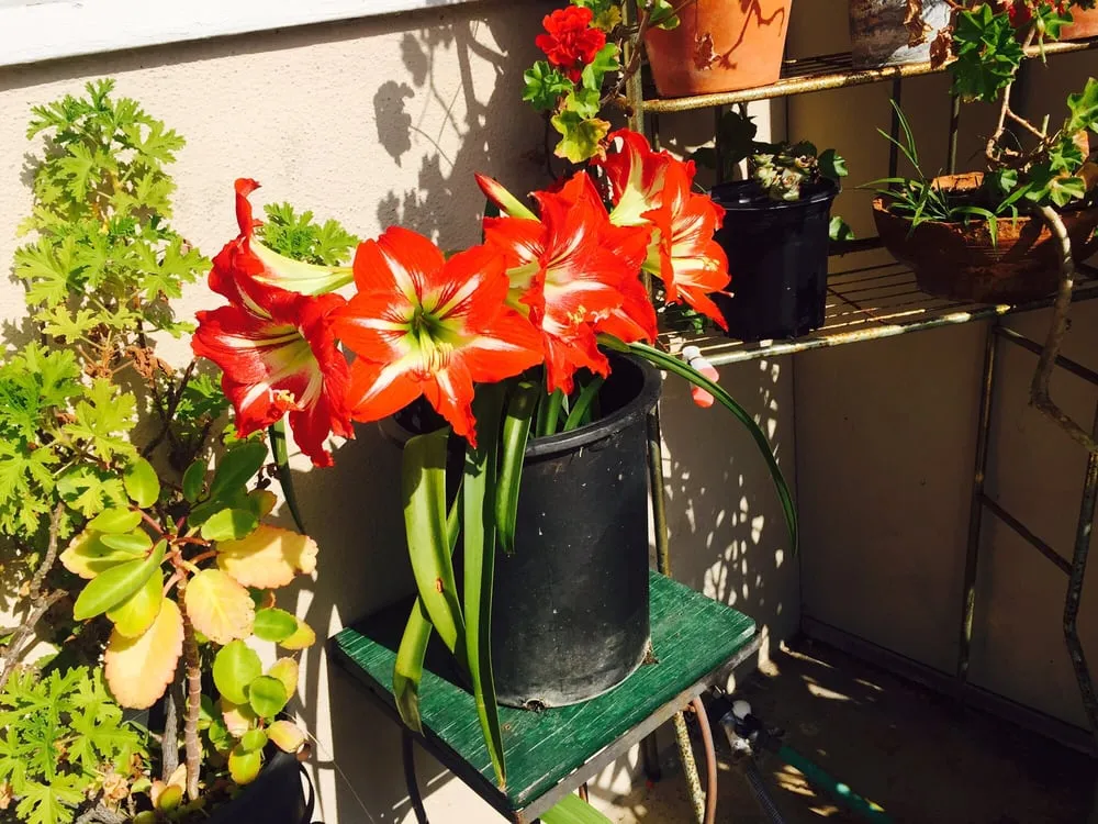 Professional lawn care service with custom design in Torrance, CA by Manuel Morales Gardening Service