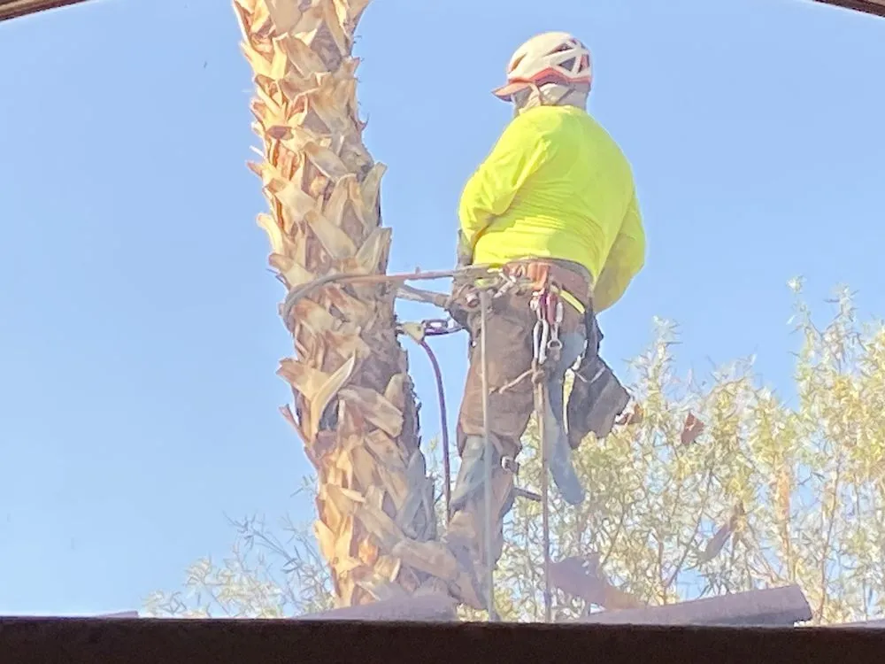 Professional landscaping services in Las Vegas, NV - Manuel Tree Service