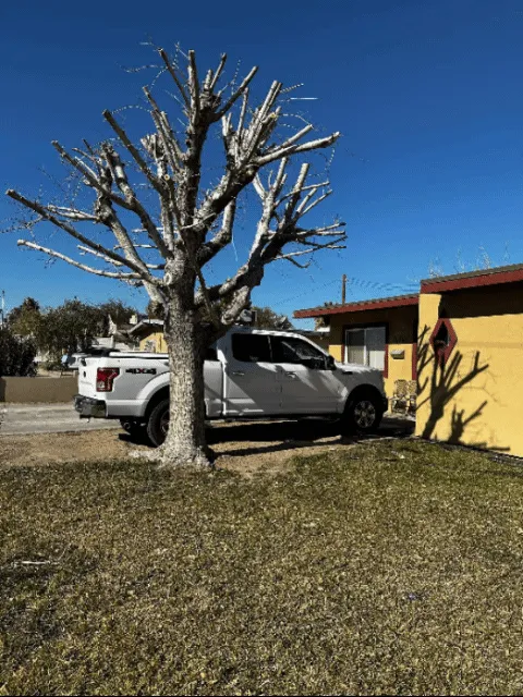 Expert landscape design experts serving Las Vegas, NV - Manuel Tree Service