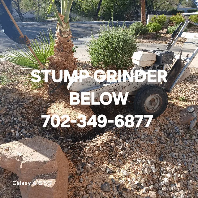 Local landscape design in Las Vegas, NV by Manuel Tree Service