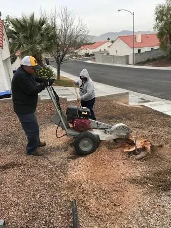 Affordable outdoor landscaping for residential properties in Las Vegas, NV by Manuel Tree Service
